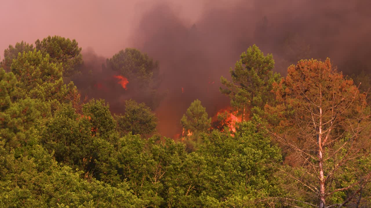 Huge flames reduce trees to ashes during a raging forest fire