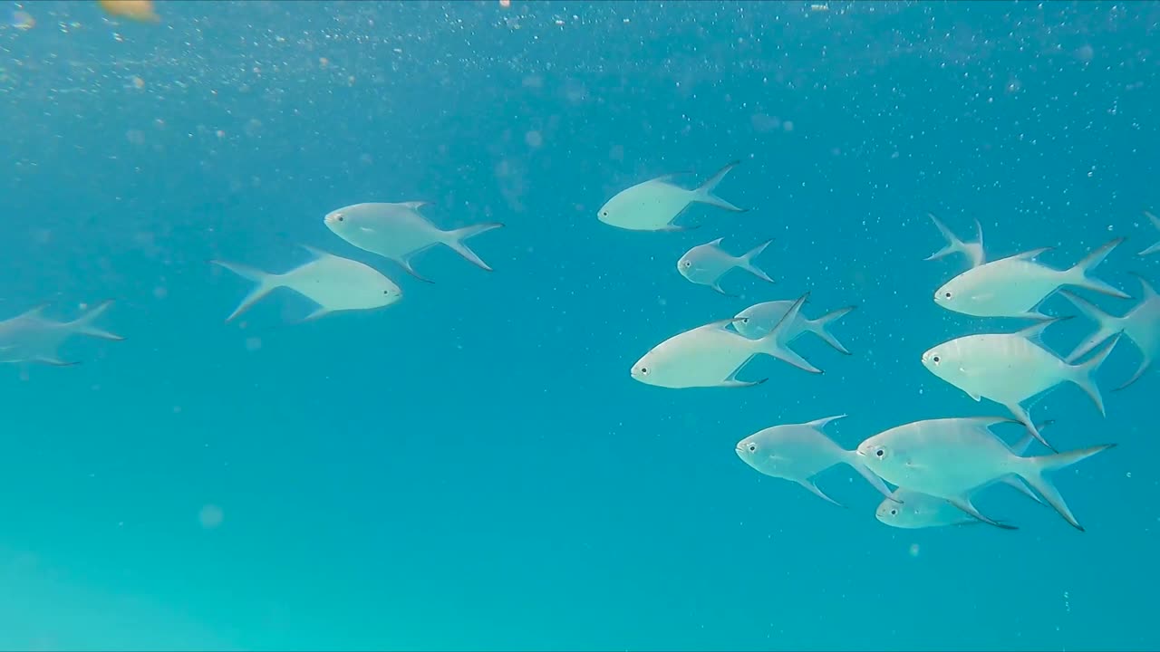 모래사장 옆 맑고 푸른 바다에서 헤엄치는 열대어