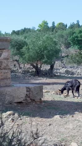 ancient ruins and rural landscape