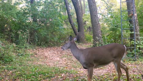 White-Tail-Deer---Doe-nurses-her-fawn-in-clearing-in-the-woods-in-the-upper-Midwest-in-lat-summer