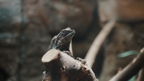 Cabeza-De-Lagarto-De-Cuello-Volante-De-Cerca