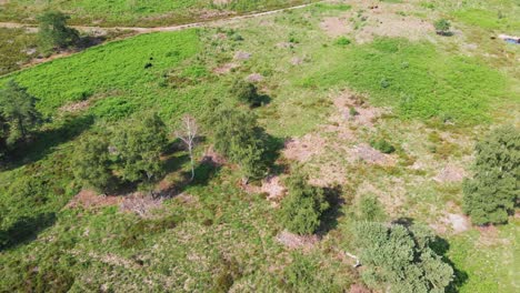 Aerial-view-over-sunny-heathland-in-De-Meinweg,-Netherland