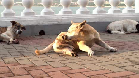 dogs resting on a balcony with a sea view