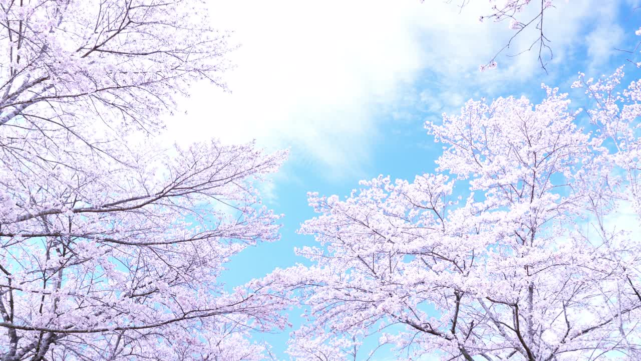 봄의 바람에 불어오는 분홍색 체리 나무