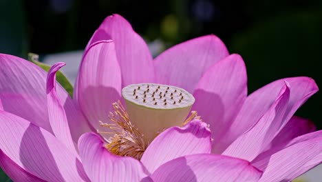 beautiful pink lotus flowers in tokyo ueno