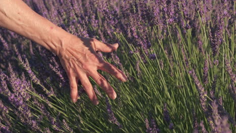 woman hands in lavender field close up