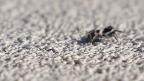 Close-up-shot-of-a-cute-looking-spider-walking-and-looking-into-the-camera