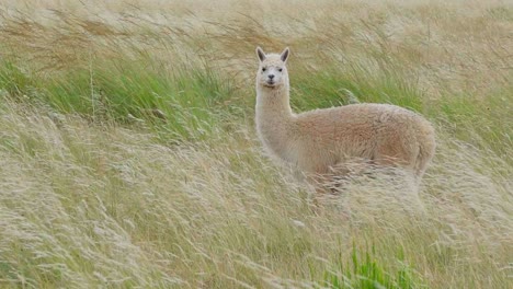 alpaca linda y feliz pastando en los campos, mirando a la cámara y a lo lejos