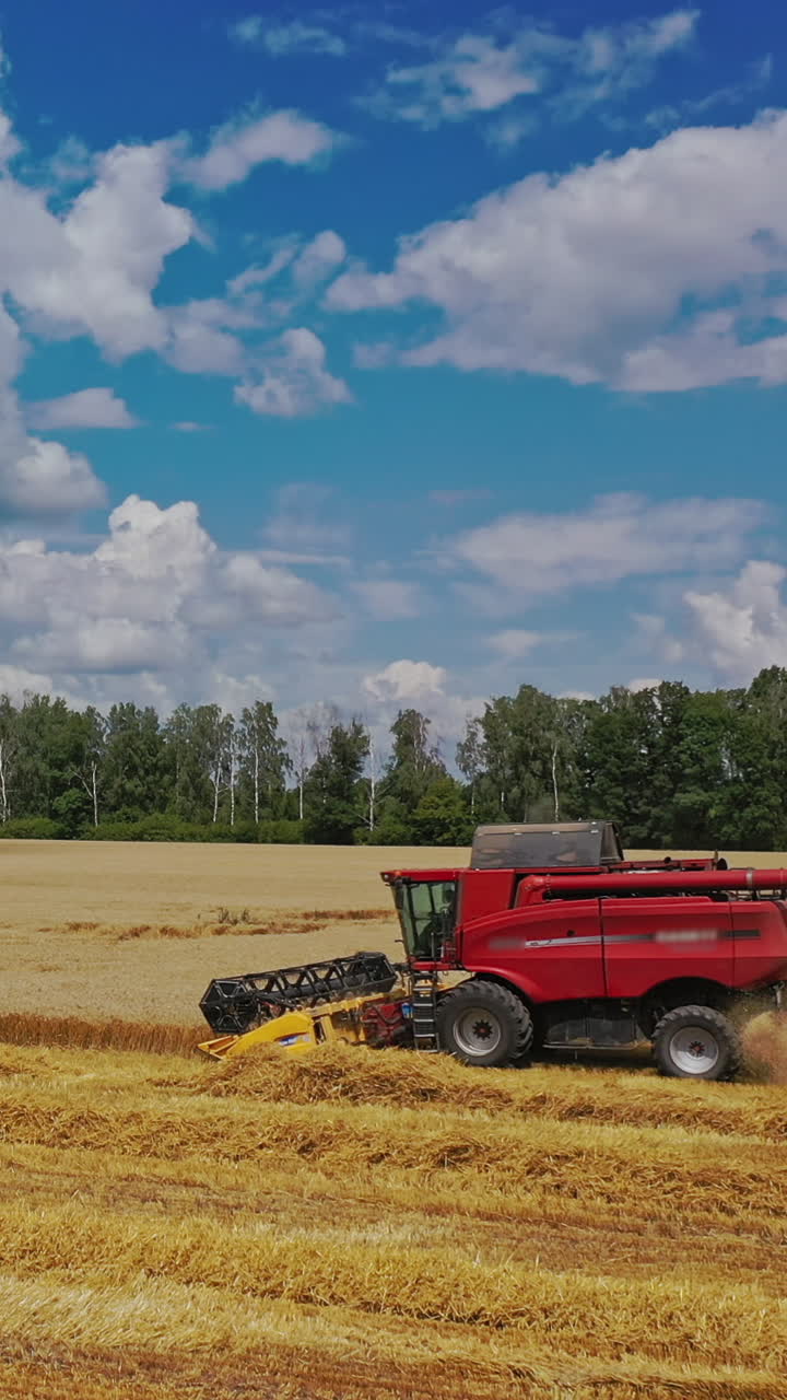 Side view of combine harvester at work outdoors. Seasonal works of gathering harvest in farmland. Agricultural farming against natural summer background. Vertical video
