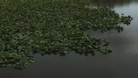 Plantas-Acuáticas-Que-Crecen-Sobre-El-Lago-Cerca-De-Lamar-En-El-Condado-De-Barton,-Missouri,-Estados-Unidos.