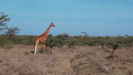 una jirafa solitaria bajo un cielo azul brillante entre algunos arbustos de acacia inferiores en la sabana africana