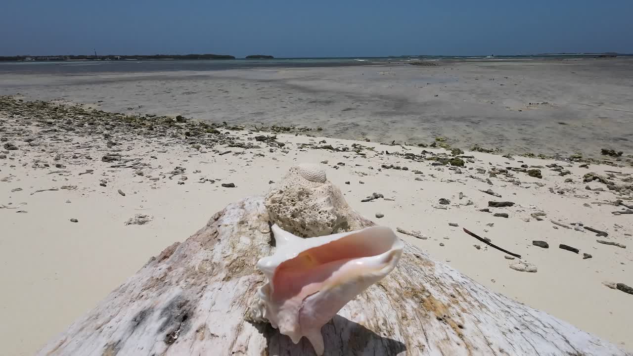 핑크  ⁇  콘치 (pink queen conch) 는 이국적인 카리브 해변에서 열대 낙원인 로스 로케스를 드러 ⁇ 니다.