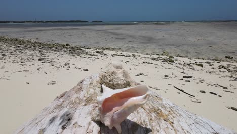 Caracola-Rosada-En-La-Exótica-Playa-Caribeña,-Inclinada-Hacia-Arriba-Revela-El-Paraíso-Tropical-Los-Roques