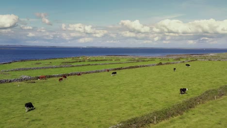 irish rural landscape, view from aughinish, clare looking north towards galway bay, ireland, august 2020, drone gradually pushes forward flying over cattle in green fields with stone walls