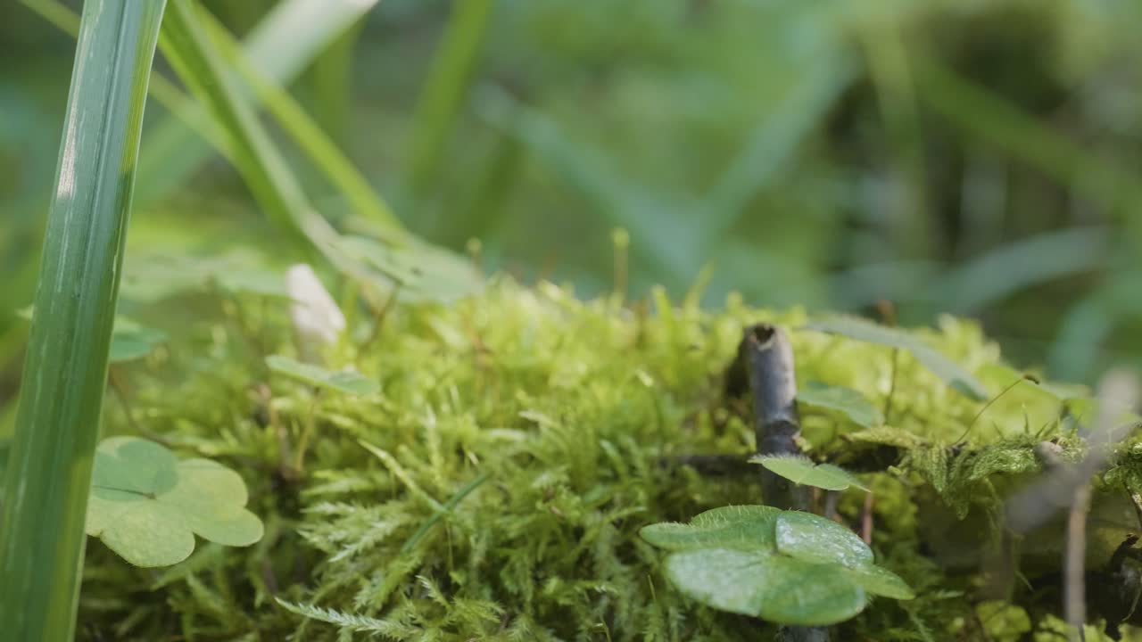 primer plano de musgo y plantas en el bosque