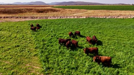 strip grazing farming method with a herd of cattle in green pastures, aerial video highlights sustainable, eco-friendly farming practices