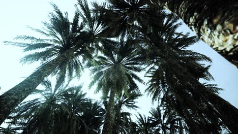 la parte inferior del árbol de coco con cielo despejado y sol brillante