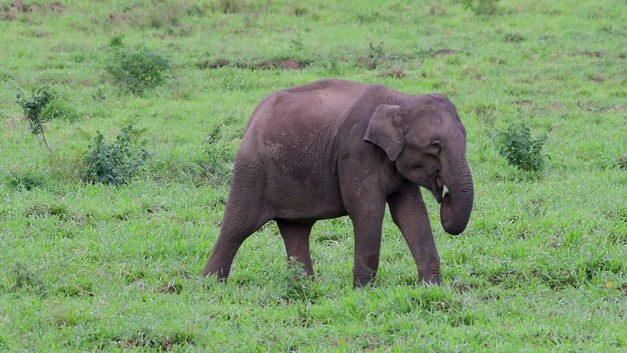 los elefantes asiáticos son especies en peligro de extinción y también son residentes de tailandia