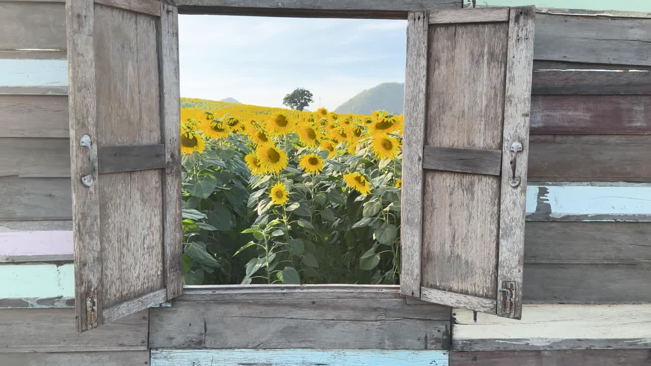 Camera pulls back from a vibrant sunflower field to reveal a rustic wooden window frame