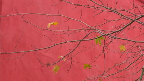 red wall with bare tree branches and yellow leaves