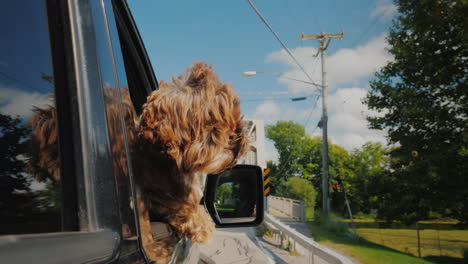 curly brown dog looks out of the car window traveling pet