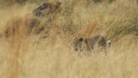 plano general de un leopardo caminando por la hierba seca en khwai botswana