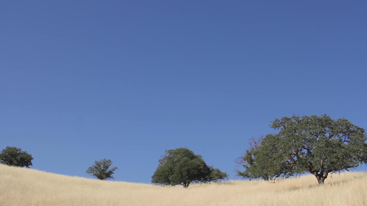 Trees in a Golden Field Under a Clear Blue Sky