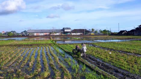 Granjero-Indonesio-Empujando-Una-Máquina-De-Cultivo-A-Través-Del-Campo-De-Arroz-Cerca-De-Seseh-En-Bali,-Indonesia