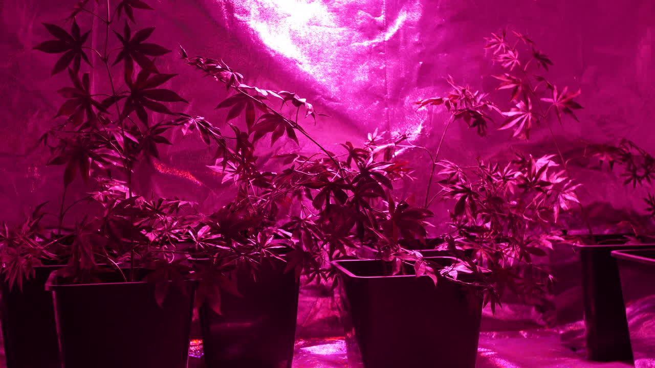 plantas de cannabis que crecen en una carpa hidropónica bajo lámparas