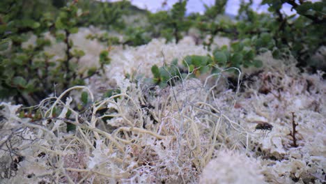 Arktischen-Tundra.-Schöne-Natur-Norwegen-Naturlandschaft.