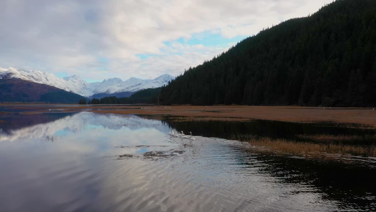 Cigni che nuotano su uno stagno tranquillo in Alaska, con bellissime montagne sullo sfondo