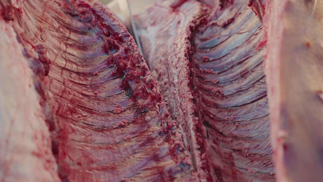 Knife cuts pork spine during matança tradition in Minho northern Portugal