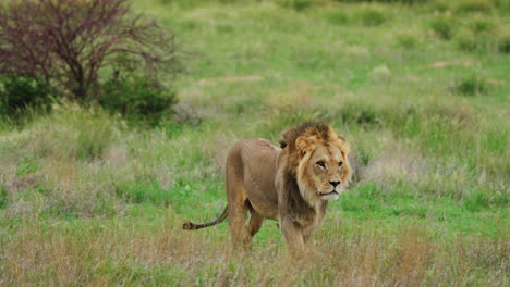 windy savannah with male lion walking in central kalahari game reserve, botswana