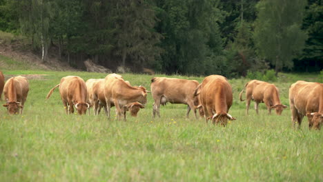 grazing horned cattles on grassy countryside at summertime