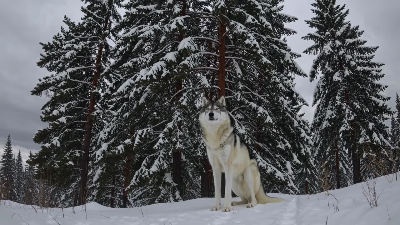 Majestic wolf in snowy forest, captured from a low angle. The scene evokes a cinematic video feel