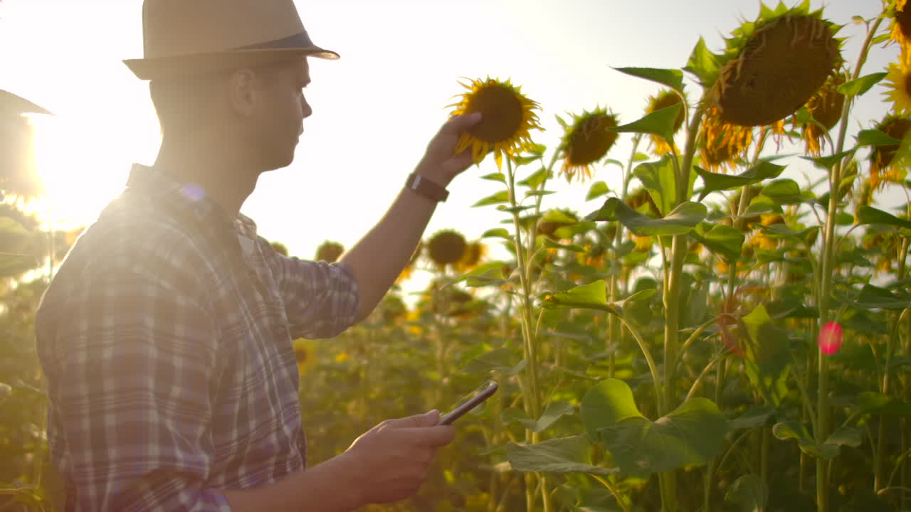 un joven estudiante con un sombrero de paja y una camisa a cuadros está caminando por un campo con muchos girasoles grandes en un día de verano y escribe sus propiedades en su ipad para su estudio de graduación.