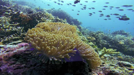 a close-up of a colorful magnificent sea anemone surrounded by diverse coral reef