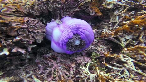 a vibrant purple sea anemone inhabited by clown fish family rests on a coral reef in the clear waters of great barrier reef, australia. the camera captures the vivid underwater life in a close-up shot