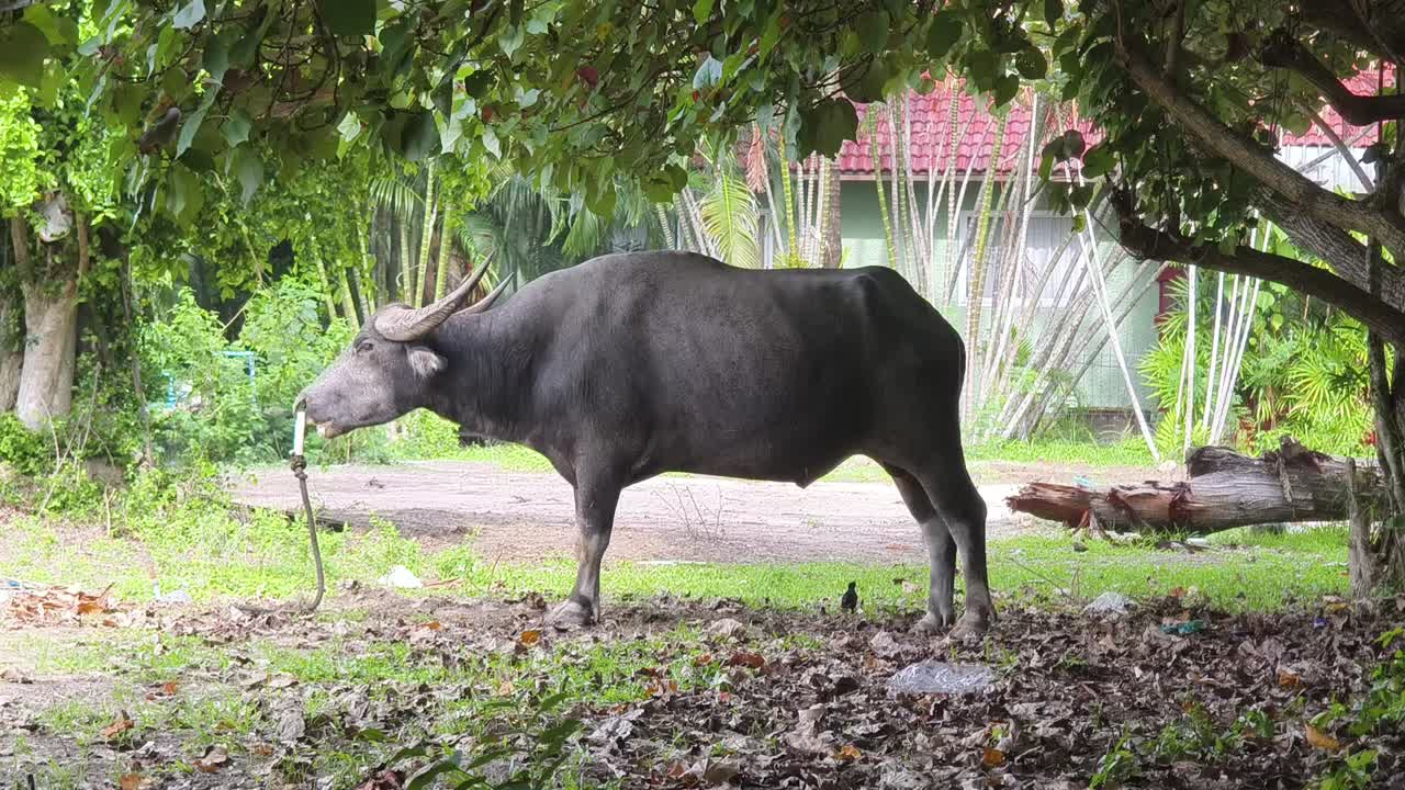 나무  에 있는 물 버팔로