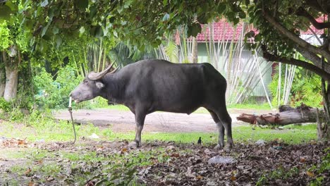water buffalo under a tree