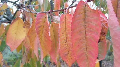 yellow autumn leaves on a tree blowing in the wind