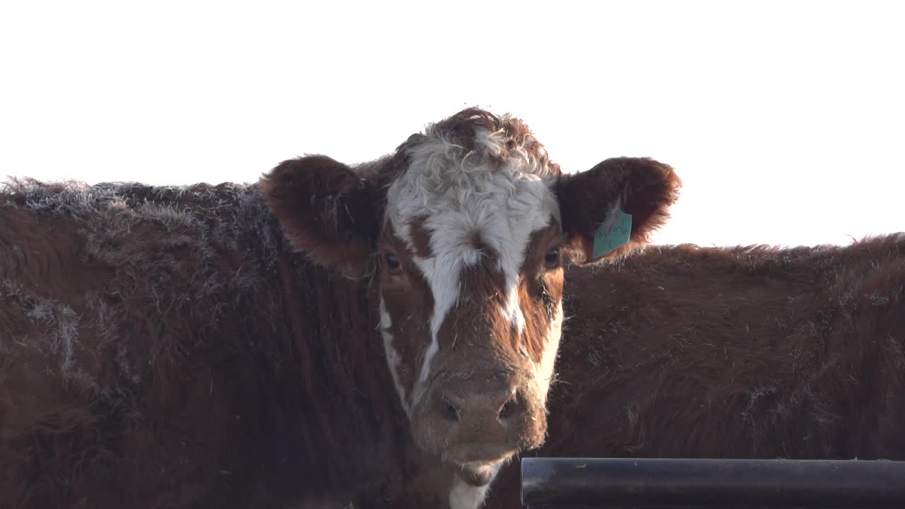 Close shot of a red cow turning its head and looking at the camera in slow motion