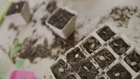 seedlings sprout in biodegradable pots at home, with copy space