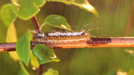 yellow tail moth (euproctis similis) caterpillar, goldtail or swan moth (sphrageidus similis) is a caterpillar of the family erebidae. caterpillar crawls along a tree branch during the rain.