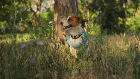 un perro jack russell terrier sentado en un campo de flores