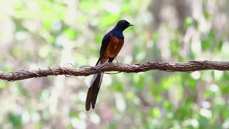 Shama-De-Rabadilla-Blanca-Encaramado-En-Una-Vid-Con-Fondo-Bokeo-Del-Bosque,-Copsychus-Malabaricus,-Velocidad-Original