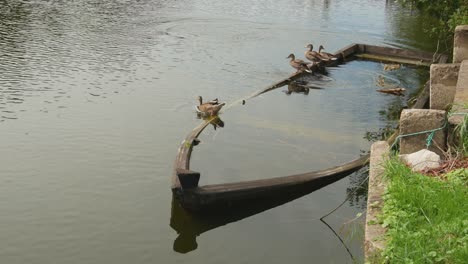 Los-Patos-Se-Alejan-Del-Viejo-Barco-De-Madera-Hundido