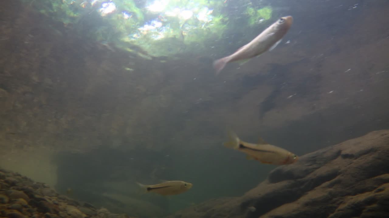 kaeng krachan 국립 공원은 많은 환상적인 야생 동물의 서식지이며 개울은 동물이 마시고 물고기가 헤엄칠 수 있는 신선한 물의 생명원입니다.