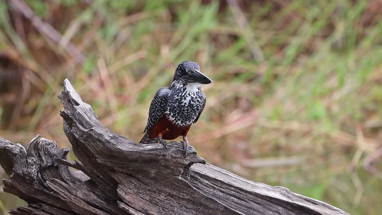Giant kingfisher on a branch