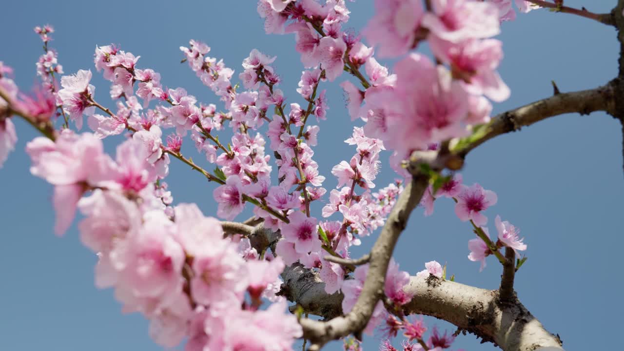 tiro ad angolo basso bellissimo albero di ciliegio sakura in fiore contro il cielo blu